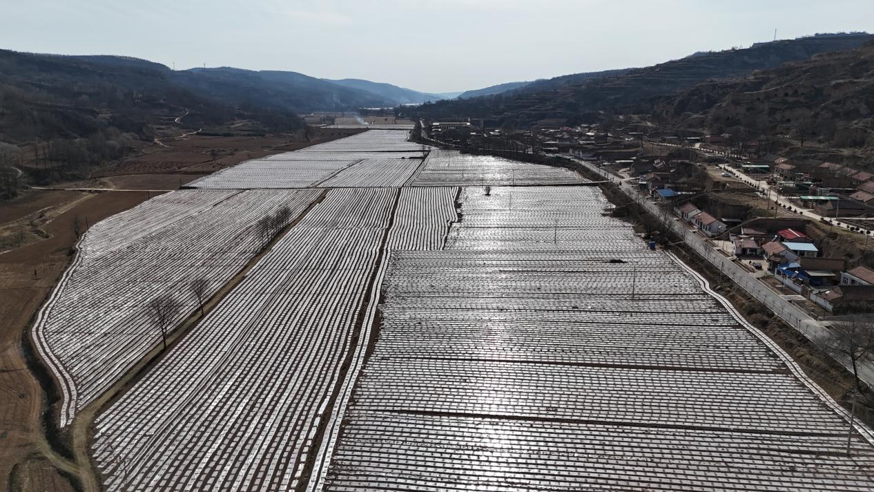 正宁县西坡镇石家湾子村大豆玉米复合种植千亩种植点