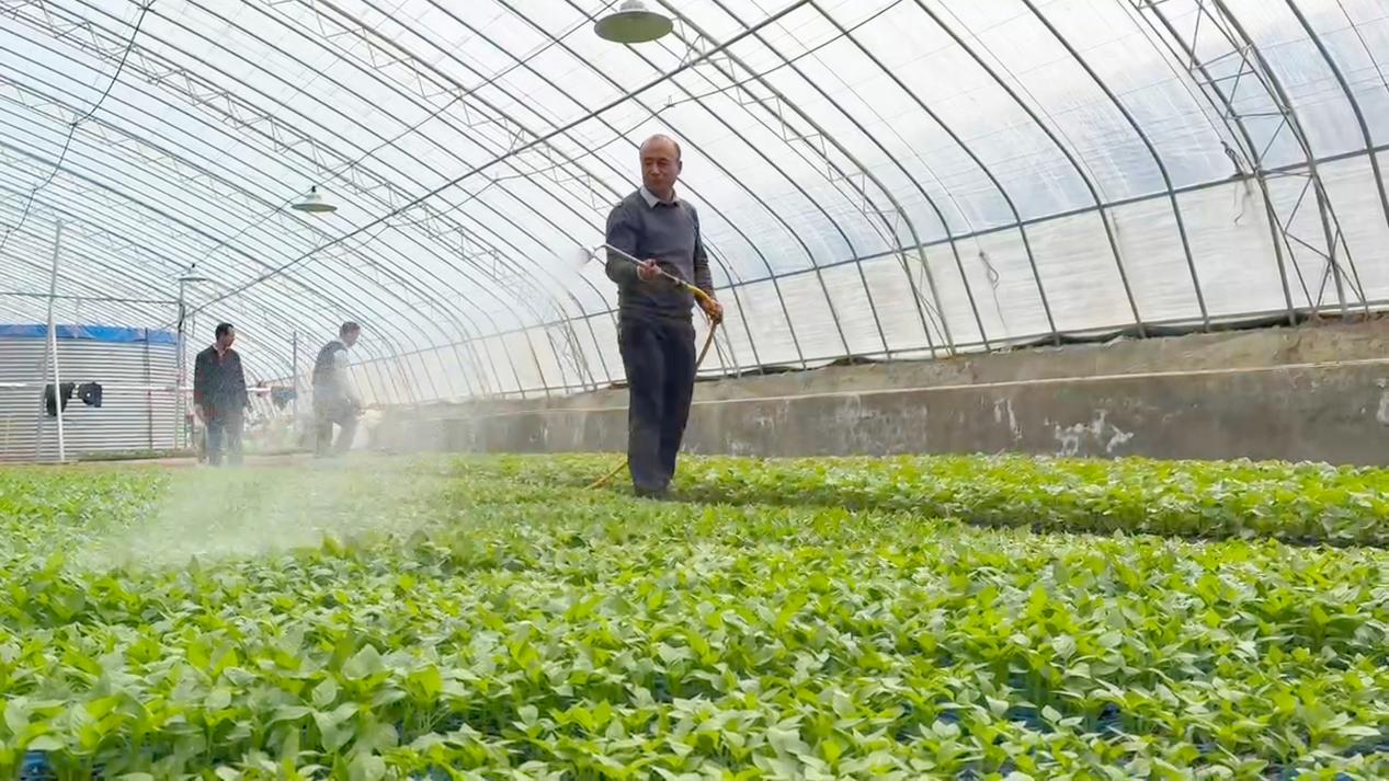 正宁县设施蔬菜产业园智能育苗基地1