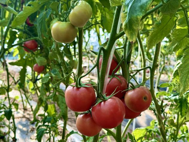 c816c159f0a0d93f6c160819e35e4bac