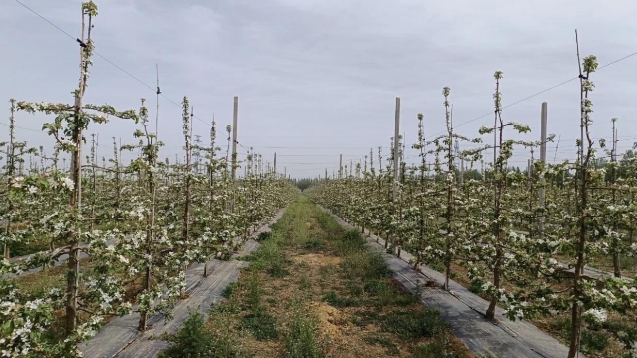 图示, 示意图

中度可信度描述已自动生成:ver1